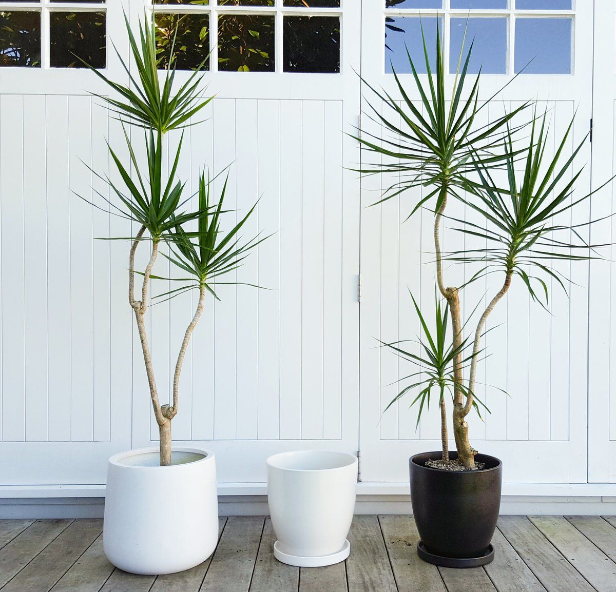 9 types of plants harmful to pets that need to be removed immediately from the house - Photo 8.