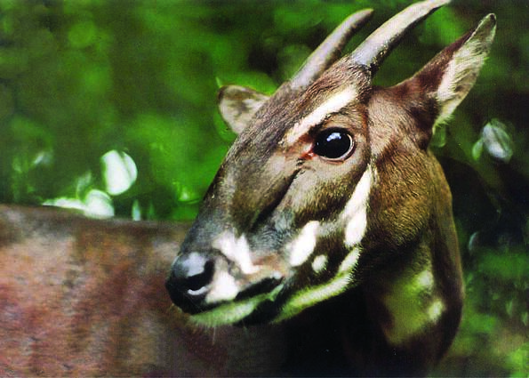 Positive effects of saola after SEA Games 31: Many people will be aware of why it is important to urgently conserve this animal - Photo 2.