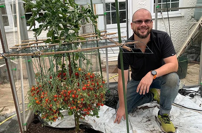 Tomato tree set a record for the world's most fertile, carrying 1,269 fruits while hanging on a small body - Photo 1.