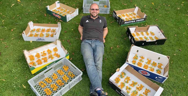 Tomato tree set a record for the most fertile in the world, carrying 1,269 fruits while hanging on a small body - Photo 2.