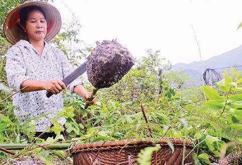 Món ăn kinh dị: Săn trứng kiến trên núi đá vôi, về nấu cùng xôi nổ lép bép trong miệng - Ảnh 3.