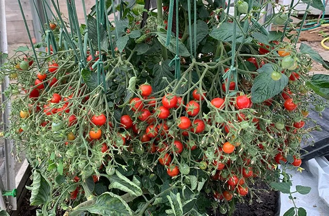 Tomato tree set the world's most fertile record, carrying 1,269 fruits while hanging on a small body - Photo 5.