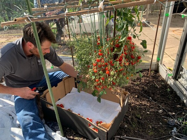 Tomato tree set a record for the world's most fertile, carrying 1,269 fruits while hanging on a small body - Photo 7.