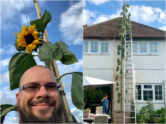 Tomato tree set a record for the most fertile in the world, carrying 1,269 fruits while hanging on a small body - Photo 8.