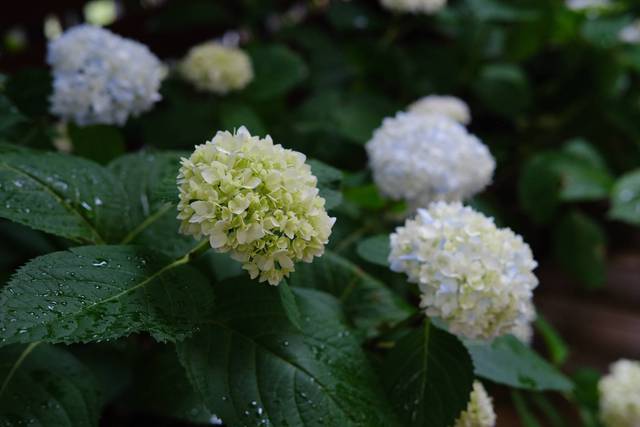 Cặp vợ chồng chi gần 200 triệu đồng cải tạo sân vườn rộng 40m², nhìn vào thành quả mới thấy hoàn toàn đáng giá - Ảnh 16.