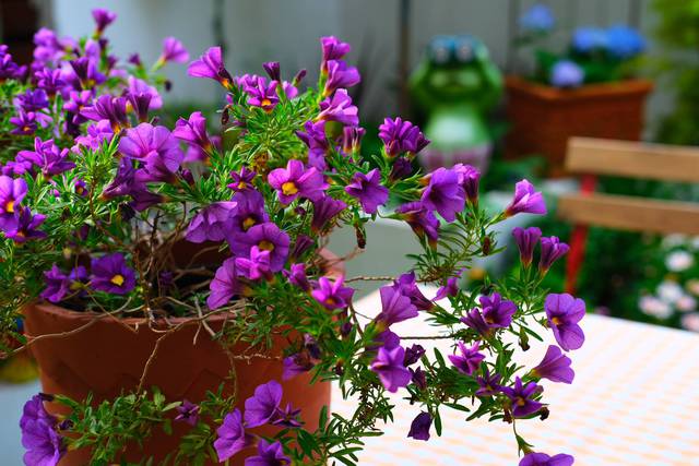 Cặp vợ chồng chi gần 200 triệu đồng cải tạo sân vườn rộng 40m², nhìn vào thành quả mới thấy hoàn toàn đáng giá - Ảnh 17.