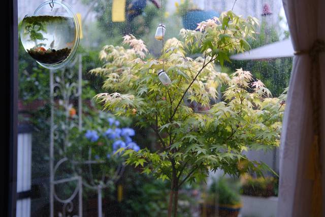 Cặp vợ chồng chi gần 200 triệu đồng cải tạo sân vườn rộng 40m², nhìn vào thành quả mới thấy hoàn toàn đáng giá - Ảnh 23.