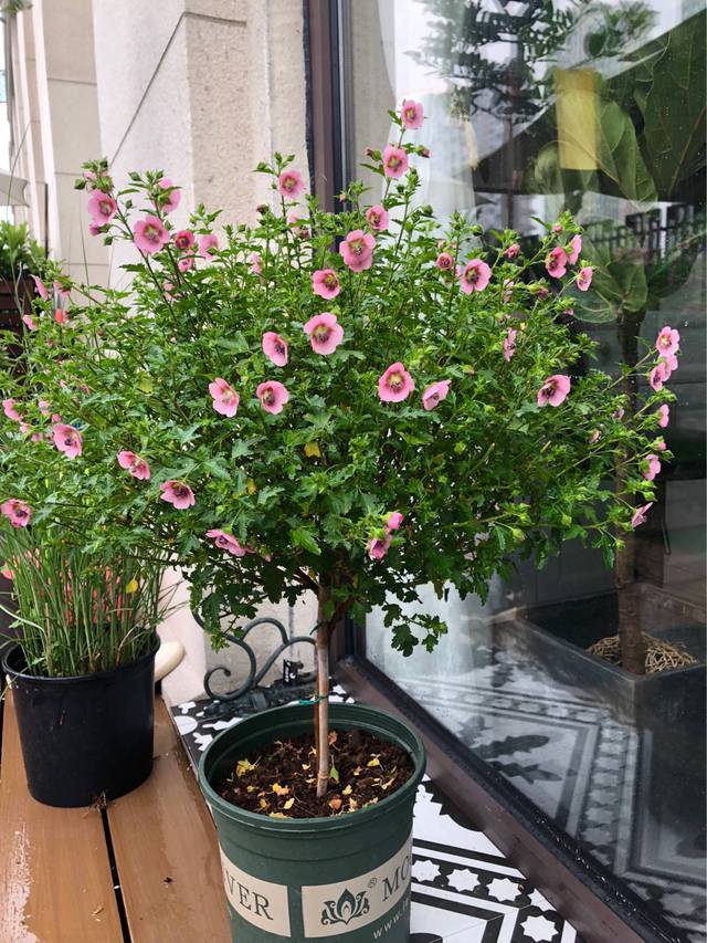 Cặp vợ chồng chi gần 200 triệu đồng cải tạo sân vườn rộng 40m², nhìn vào thành quả mới thấy hoàn toàn đáng giá - Ảnh 25.
