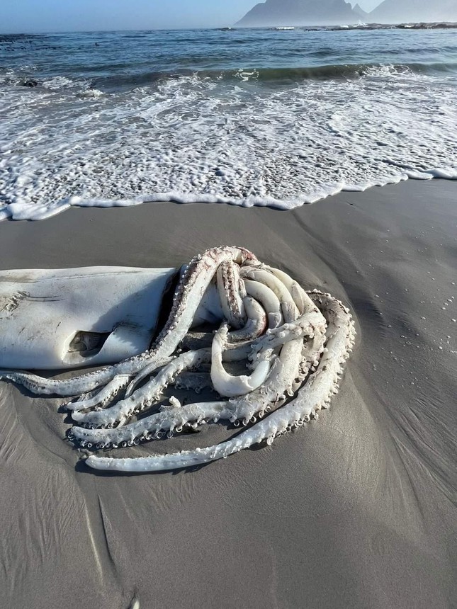 Cảnh tượng hiếm thấy, xác mực khổng lồ hơn 3m trôi dạt trên bãi biển Nam Phi - Ảnh 1.