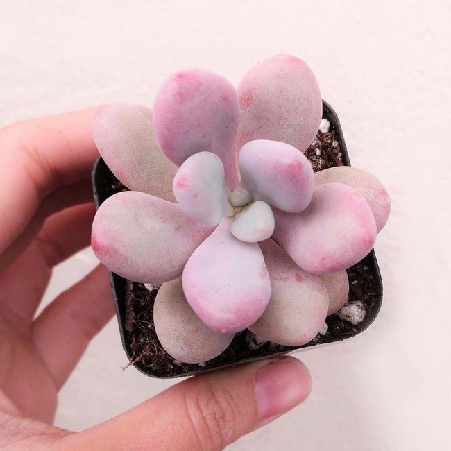 10 species of succulent plants are so beautiful that you are ready to buy them right away - Photo 2.