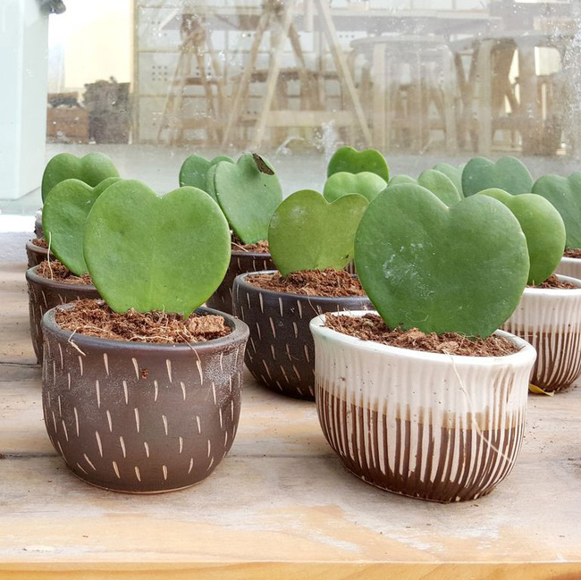 10 species of succulent plants are so beautiful that you are ready to buy them right away - Photo 3.