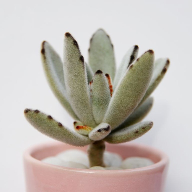 10 species of succulent plants are so beautiful that you are ready to buy them right away - Photo 6.