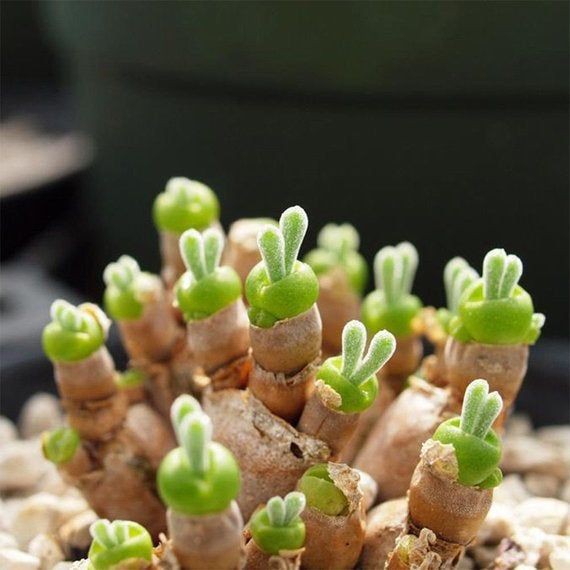 10 species of succulent plants are so beautiful that you are ready to buy them right away - Photo 7.