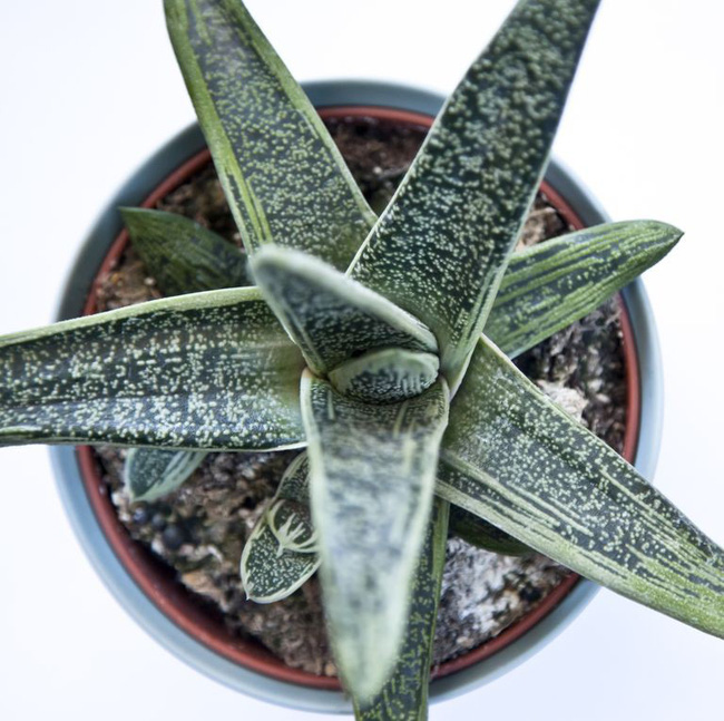 10 species of succulent plants are so beautiful that you are ready to buy them right away - Photo 9.