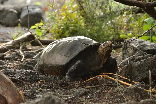 Loài rùa quý hiếm tưởng tuyệt chủng hàng thế kỷ trước bỗng được phát hiện vẫn sống ở nơi không ngờ - Ảnh 1.