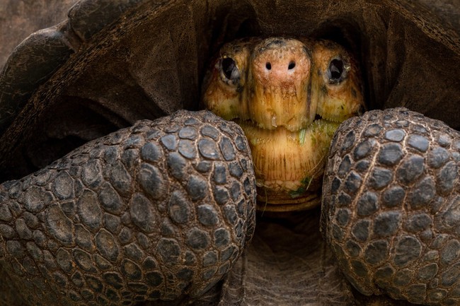Loài rùa quý hiếm tưởng tuyệt chủng hàng thế kỷ trước bỗng được phát hiện vẫn sống ở nơi không ngờ - Ảnh 2.