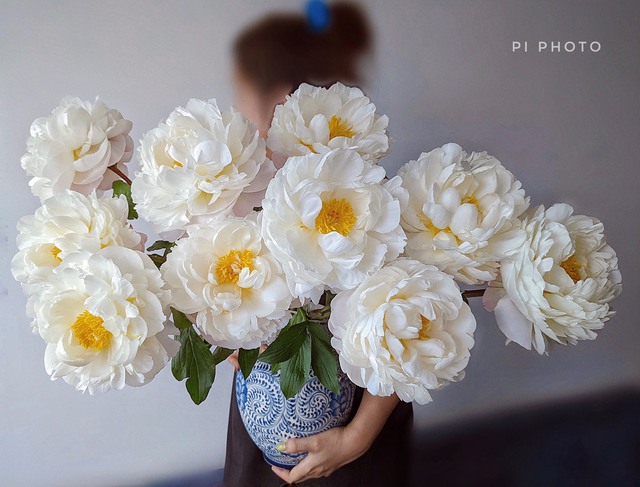 Thú chơi cắm hoa peony trong nhà được nhiều chị em theo đuổi, mặc kệ giá lên đến vài trăm nghìn đồng/bông, nghe lí do ai cũng bất ngờ - Ảnh 11.