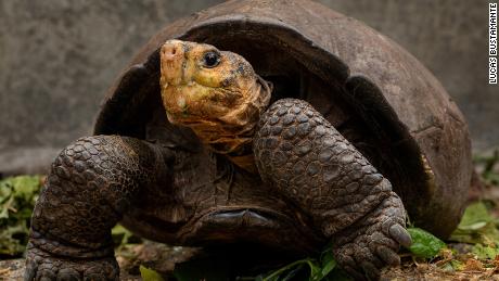 Loài rùa quý hiếm tưởng tuyệt chủng hàng thế kỷ trước bỗng được phát hiện vẫn sống ở nơi không ngờ - Ảnh 3.