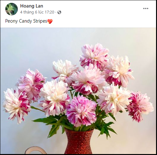 Thú chơi cắm hoa peony trong nhà được nhiều chị em theo đuổi, mặc kệ giá lên đến vài trăm nghìn đồng/bông, nghe lí do ai cũng bất ngờ - Ảnh 6.