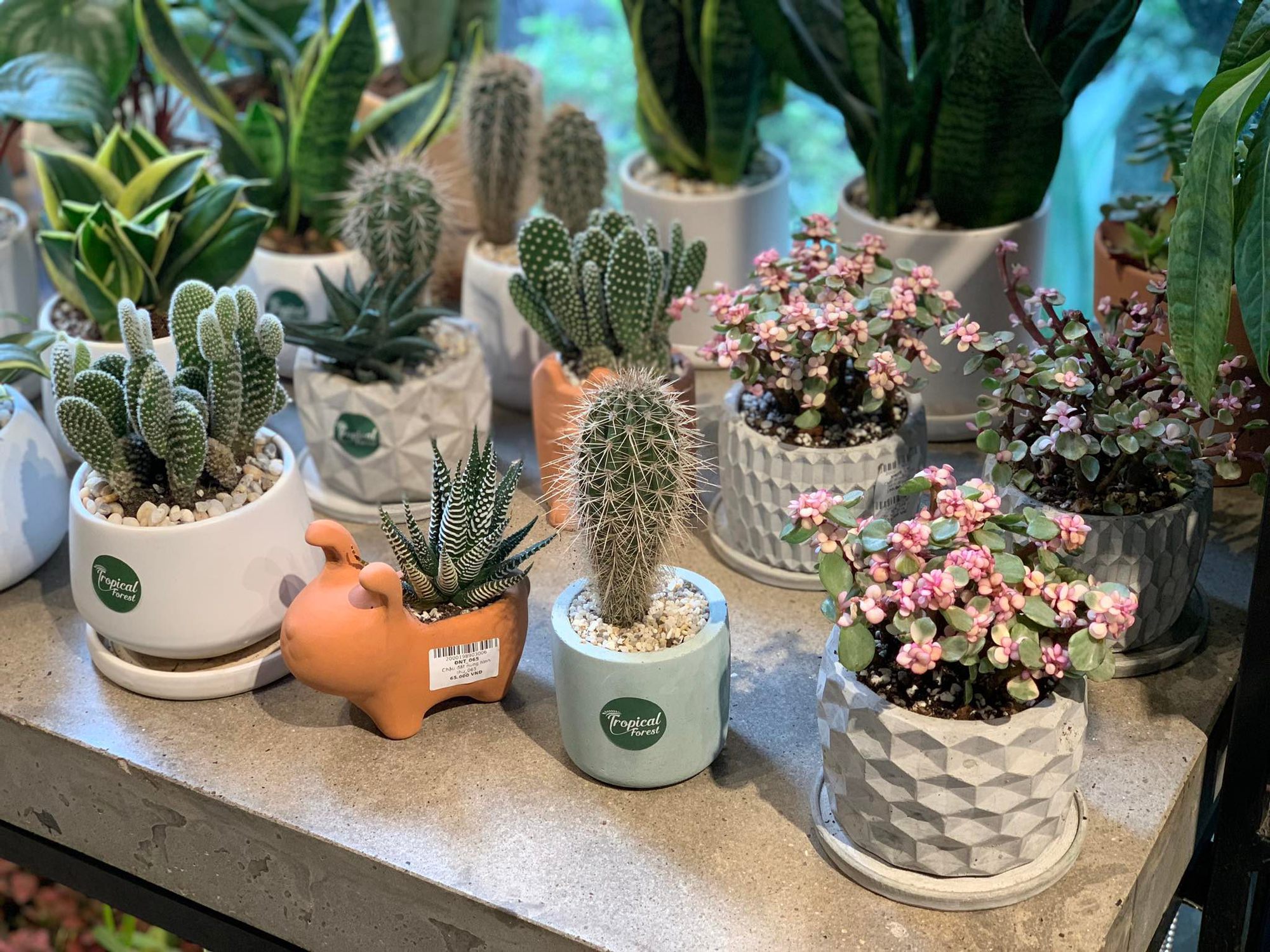 Thăm th&uacute; 3 tiệm b&aacute;n c&acirc;y cảnh giữa l&ograve;ng H&agrave; Nội: si&ecirc;u nhiều c&acirc;y xinh m&agrave; gi&aacute; cực mềm, chỉ từ 10k bạn tha hồ sắm - Ảnh 3.