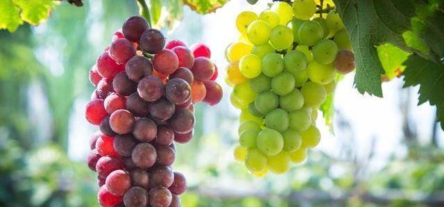 Eating grapes is both delicious and brings many health benefits, but there are 4 notes when using that you absolutely should not ignore - Photo 5.