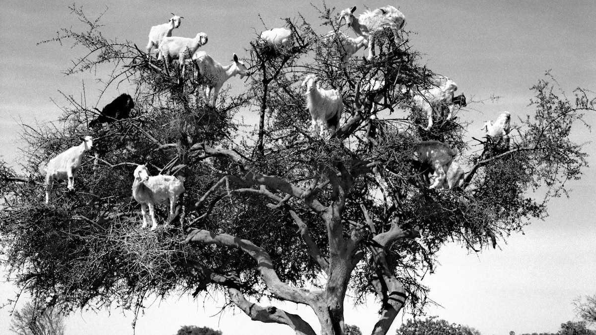 Những con d&ecirc; biết leo c&acirc;y g&acirc;y t&ograve; m&ograve; cho du kh&aacute;ch, nếu biết sự thật đ&aacute;ng buồn ph&iacute;a sau liệu người ta c&oacute; c&ograve;n thấy hấp dẫn? - Ảnh 1.