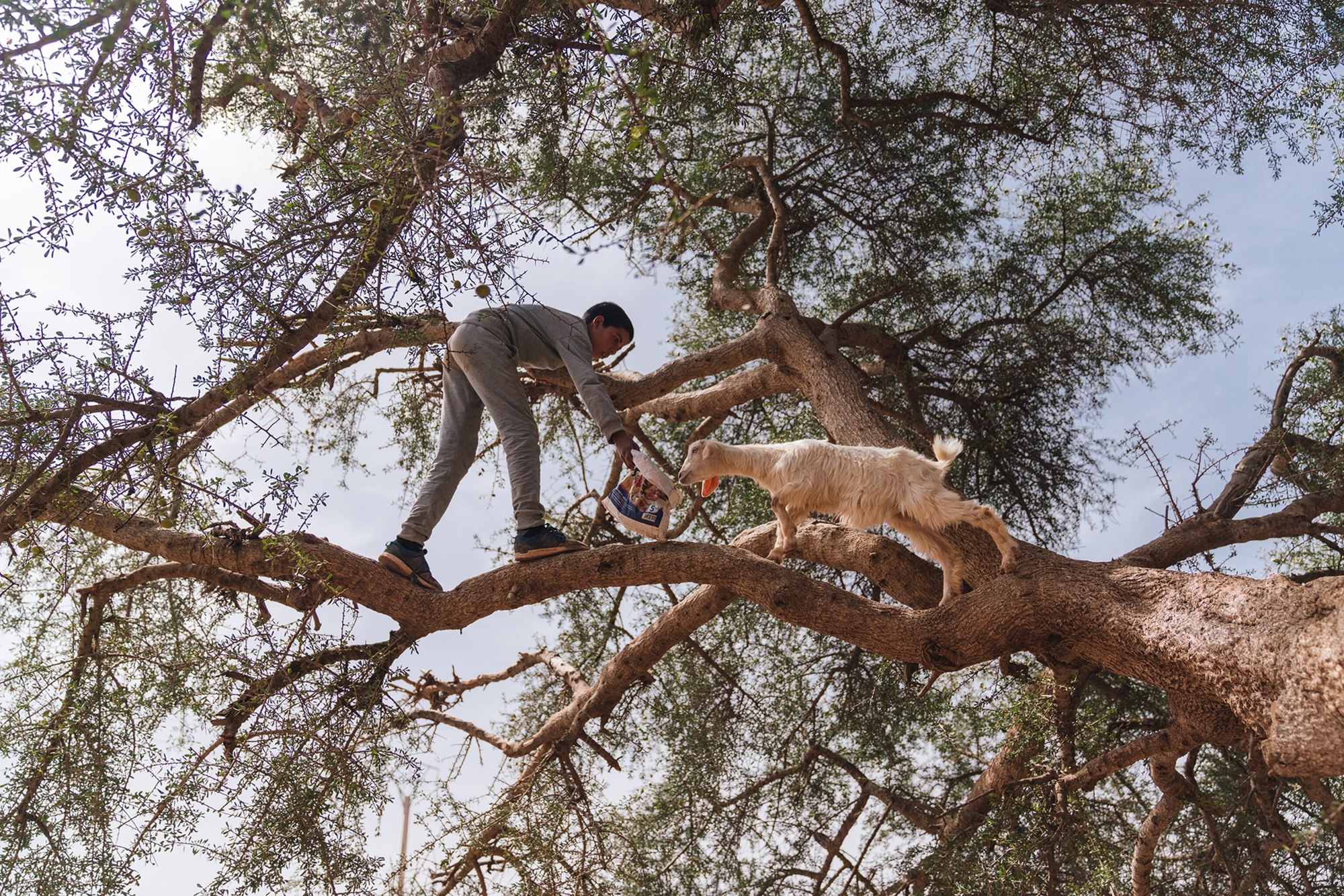 Những con d&ecirc; biết leo c&acirc;y g&acirc;y t&ograve; m&ograve; cho du kh&aacute;ch, nếu biết sự thật đ&aacute;ng buồn ph&iacute;a sau liệu người ta c&oacute; c&ograve;n thấy hấp dẫn? - Ảnh 4.