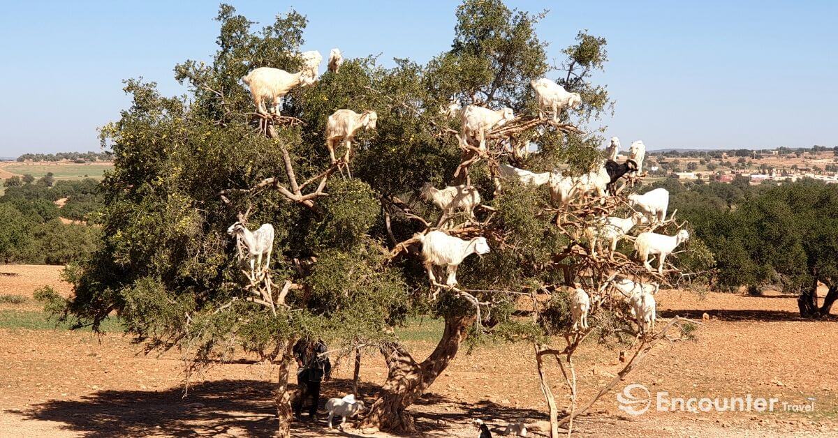 Những con d&ecirc; biết leo c&acirc;y g&acirc;y t&ograve; m&ograve; cho du kh&aacute;ch, nếu biết sự thật đ&aacute;ng buồn ph&iacute;a sau liệu người ta c&oacute; c&ograve;n thấy hấp dẫn? - Ảnh 5.