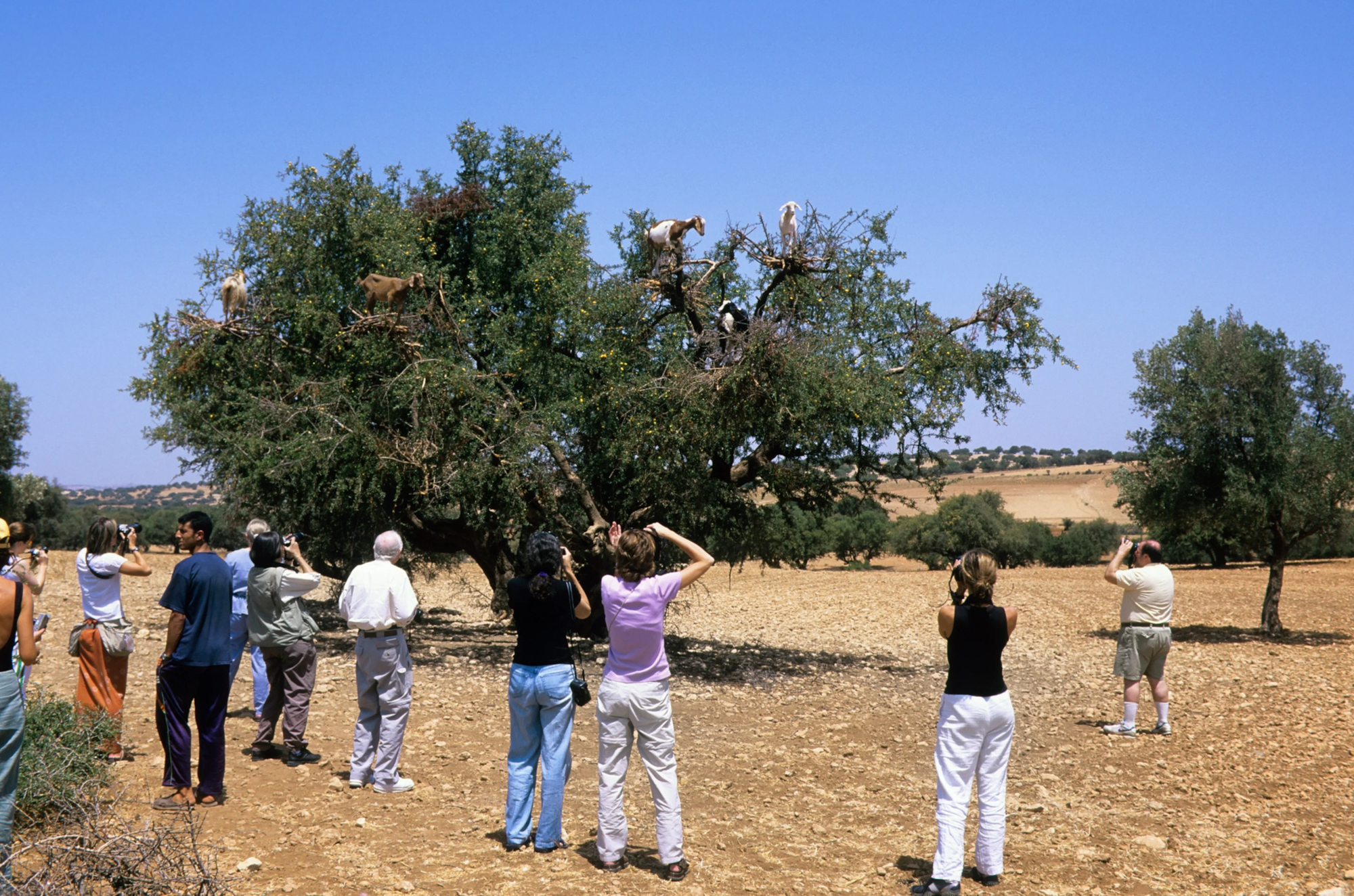 Những con d&ecirc; biết leo c&acirc;y g&acirc;y t&ograve; m&ograve; cho du kh&aacute;ch, nếu biết sự thật đ&aacute;ng buồn ph&iacute;a sau liệu người ta c&oacute; c&ograve;n thấy hấp dẫn? - Ảnh 6.