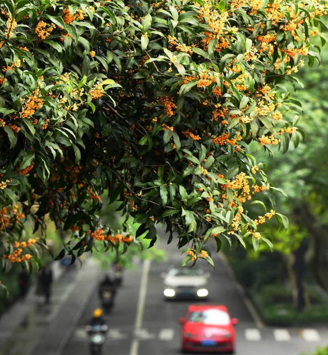 Kỳ lạ thành phố giàu bậc nhất Trung Quốc: Người dân sang chảnh chỉ muốn sống chậm, toàn điều khó hiểu nhưng ai cũng mê đắm - Ảnh 13.