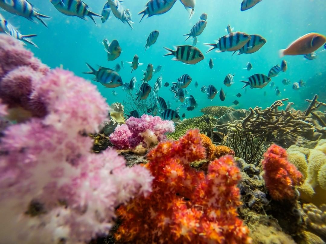 Những rạn san hô tuyệt đẹp ở các vùng biển Việt Nam đứng trước ...