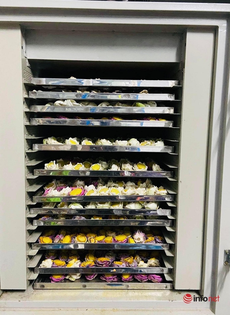 Siêu đầu bếp bỏ việc về quê trồng loại sen nghìn cánh, hái ra tiền từ cây sen - Ảnh 5. Siêu đầu bếp bỏ việc về quê trồng loại sen nghìn cánh, hái ra tiền từ cây sen - Ảnh 5.