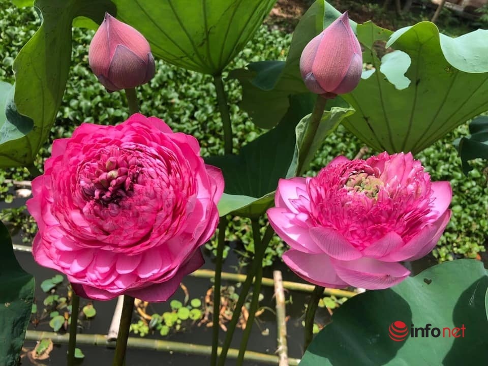 Siêu đầu bếp bỏ việc về quê trồng loại sen nghìn cánh, hái ra tiền từ cây sen - Ảnh 6. Siêu đầu bếp bỏ việc về quê trồng loại sen nghìn cánh, hái ra tiền từ cây sen - Ảnh 6.