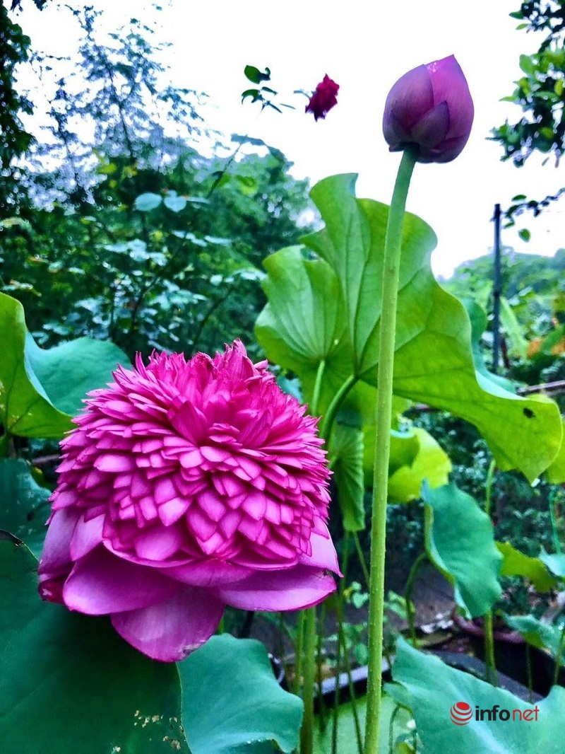 Siêu đầu bếp bỏ việc về quê trồng loại sen nghìn cánh, hái ra tiền từ cây sen - Ảnh 7. Siêu đầu bếp bỏ việc về quê trồng loại sen nghìn cánh, hái ra tiền từ cây sen - Ảnh 7.