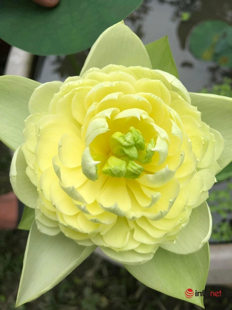 Siêu đầu bếp bỏ việc về quê trồng loại sen nghìn cánh, hái ra tiền từ cây sen - Ảnh 8. Siêu đầu bếp bỏ việc về quê trồng loại sen nghìn cánh, hái ra tiền từ cây sen - Ảnh 8.