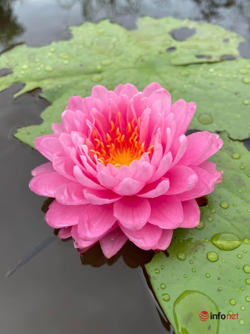 Siêu đầu bếp bỏ việc về quê trồng loại sen nghìn cánh, hái ra tiền từ cây sen - Ảnh 9. Siêu đầu bếp bỏ việc về quê trồng loại sen nghìn cánh, hái ra tiền từ cây sen - Ảnh 9.