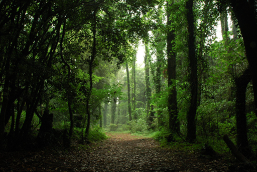 Lạc vào khu rừng đom đóm kỳ ảo ở Hàn Quốc, đặc biệt nhất là hiện tượng chỉ xuất hiện cuối tháng 6 - Ảnh 2.