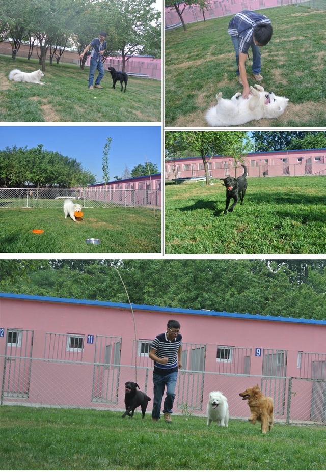Nghề huấn luyện chó ở Trung Quốc: Lương tháng cả 100 triệu đồng - Ảnh 4.