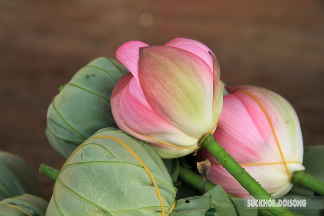 The feat of marinating tea encapsulates the quintessence of thousands of West Lake lotus flowers - Photo 2.