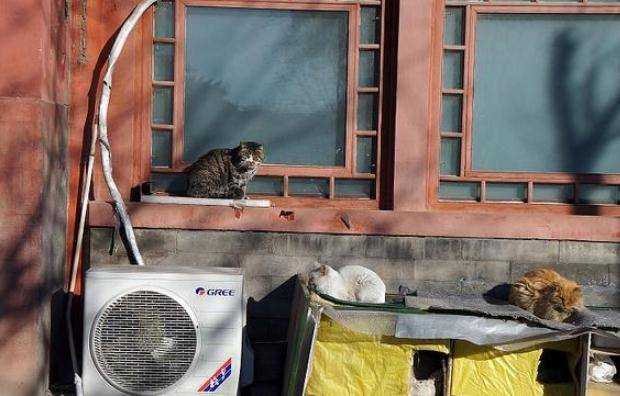 The living mascot of the Palace - Chinese Royal Cat: Haughty personality does not like to meet people, is sought after because it used to be on television - Photo 1.