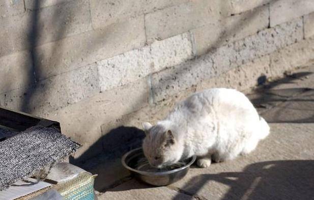 The living mascot of the Palace - Chinese Royal Cat: Haughty personality does not like to meet people, is sought after because it used to be on television - Photo 2.