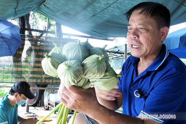 Kỳ công cách ướp trà gói trọn tinh hoa nghìn bông sen Hồ Tây - Ảnh 3.