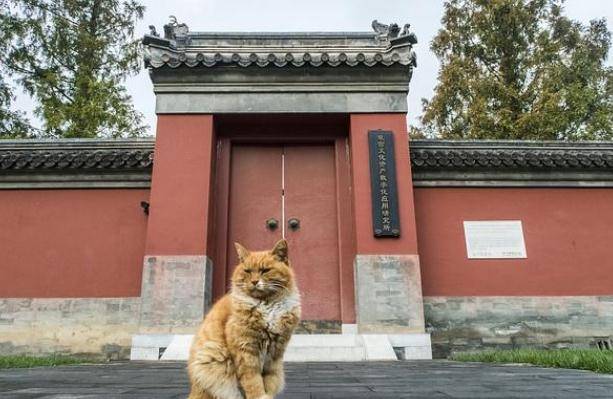 The living mascot of the Palace - Chinese Royal Cat: Haughty personality does not like to meet people, is sought after because it used to be on television - Photo 4.