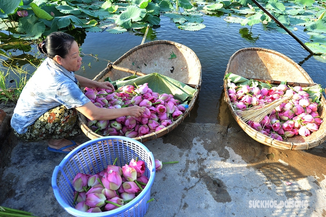 Kỳ công cách ướp trà gói trọn tinh hoa nghìn bông sen Hồ Tây - Ảnh 5.