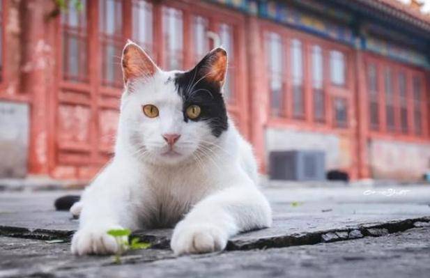 The living mascot of the Palace - Chinese Royal Cat: Haughty personality does not like to meet people, is sought after because it used to be on television - Photo 5.