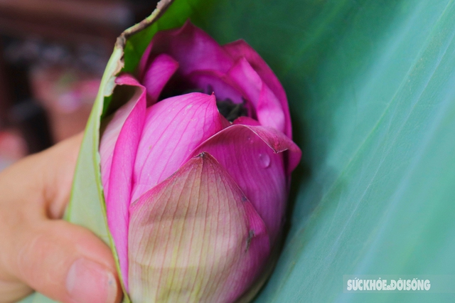 The feat of marinating tea encapsulates the quintessence of thousands of West Lake lotus flowers - Photo 8.