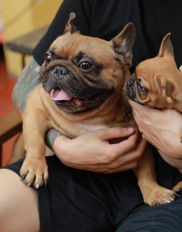 Hanoi chef invests billions in raising expensive French Bulldogs - Photo 2.