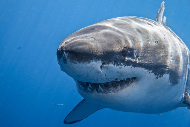 Despite being called a shark, this species has the best body in the world, not a single individual is overweight - Photo 1.