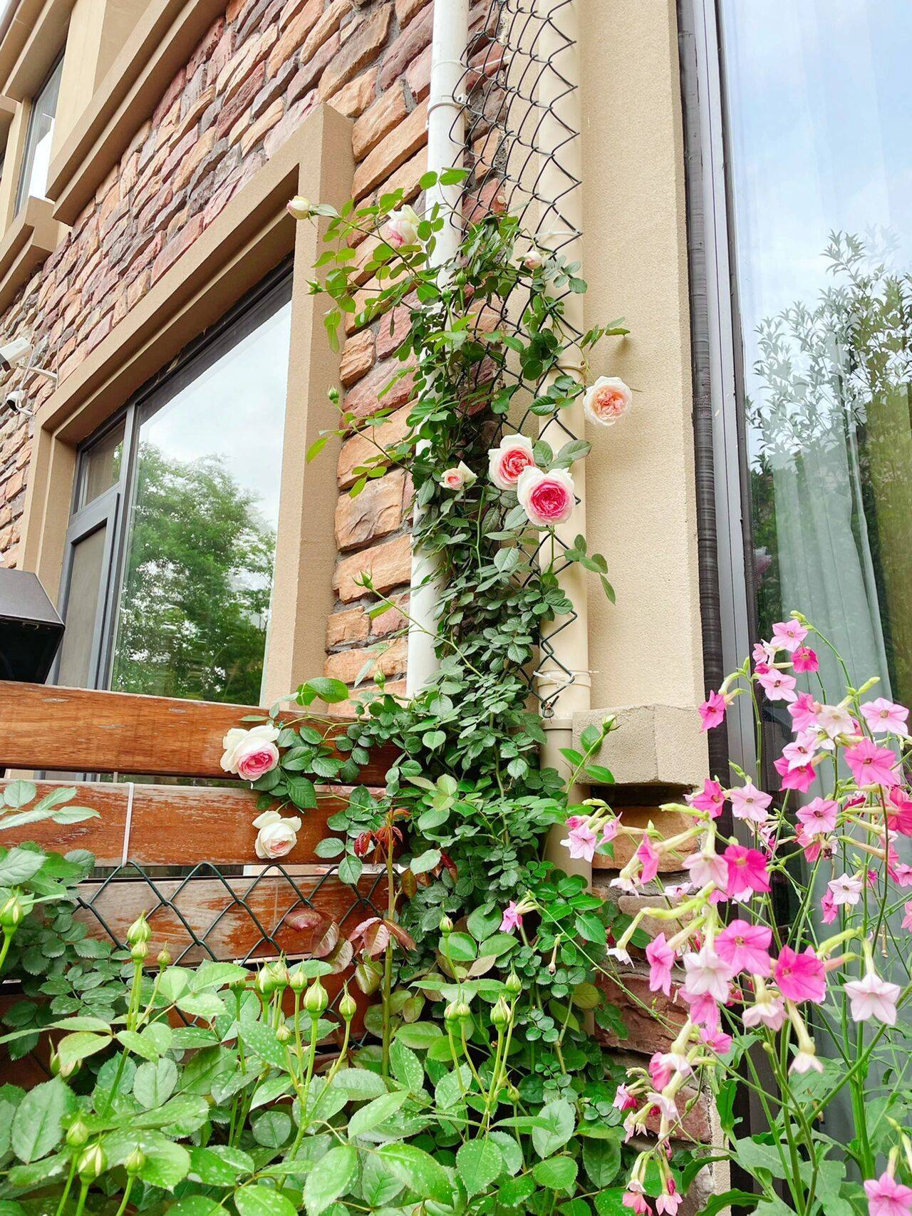 The 9x girl celebrates the age of 31 with a new house with a garden and after 300 days, the garden has bloomed full of flowers - Photo 11. The 9x girl celebrates the age of 31 with a new house with a garden and after 300 days, the garden has bloomed full of flowers - Photo 11.