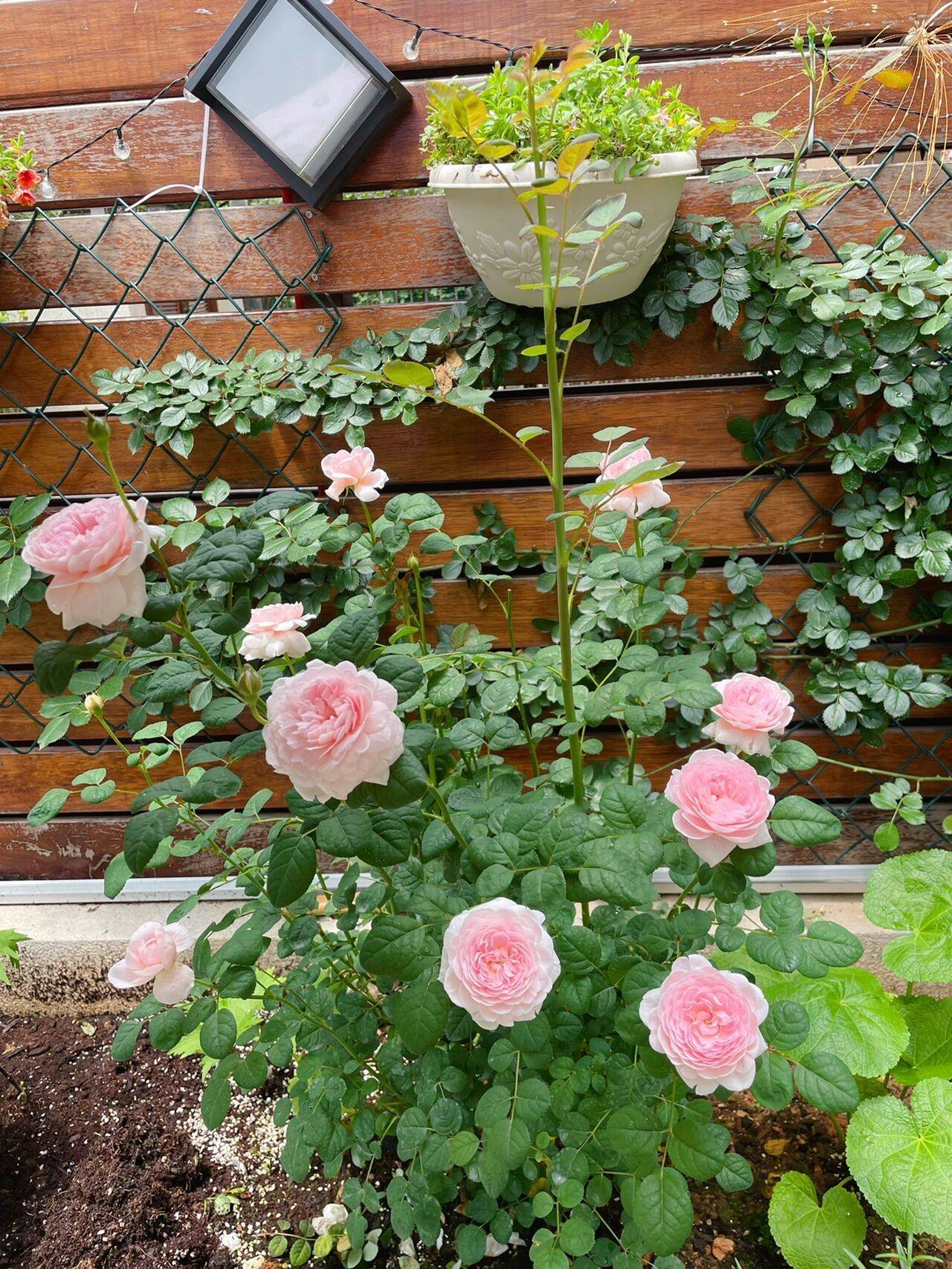 The 9x girl celebrates the age of 31 with a new house with a garden and after 300 days, the garden has bloomed full of flowers - Photo 12. The 9x girl celebrates the age of 31 with a new house with a garden and after 300 days, the garden has bloomed full of flowers - Photo 12.